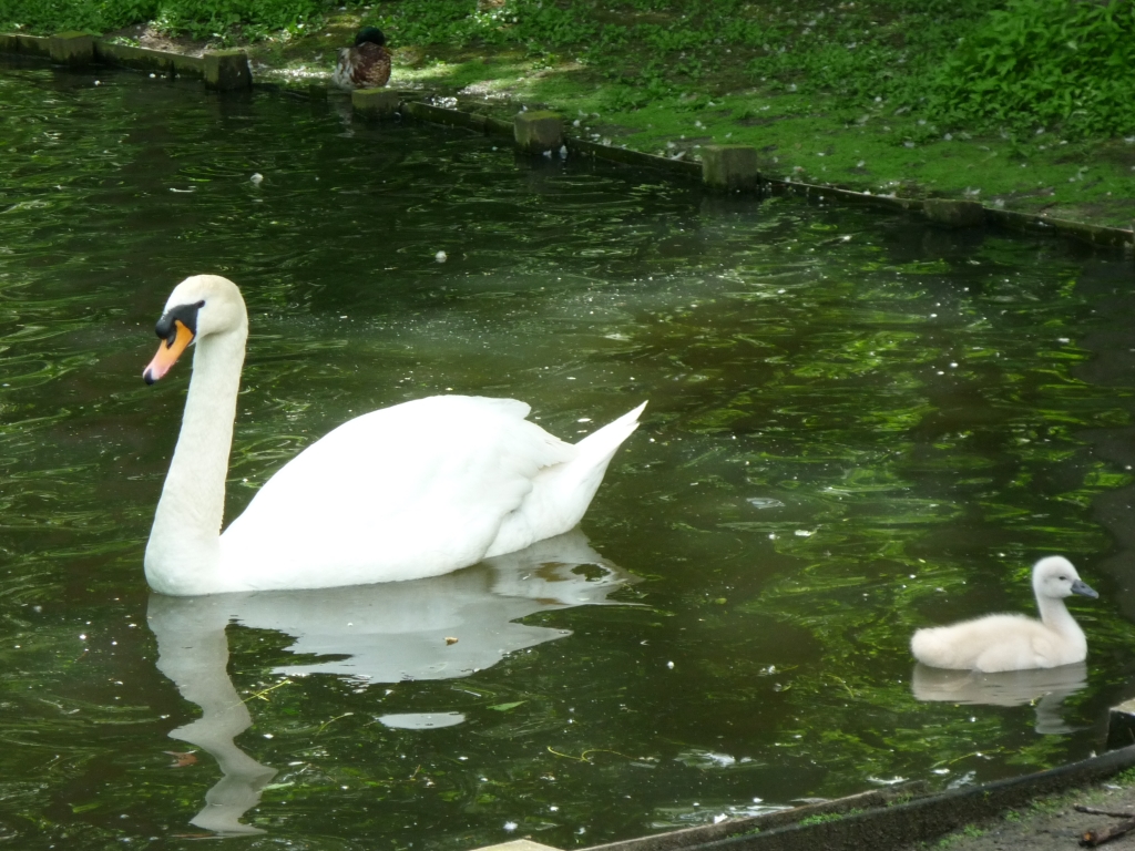 donk (26).JPG
